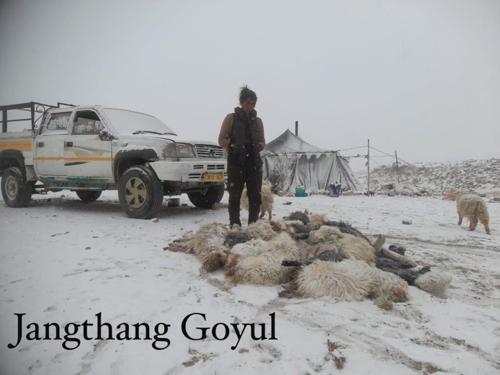 Urgent Appeal: Support Tibetan Families in Ladakh After Devastating Snowstorm